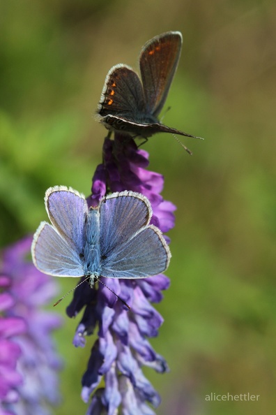 Hauhechel-Bl__ulinge _Polyommatus icarus_ 2.JPG